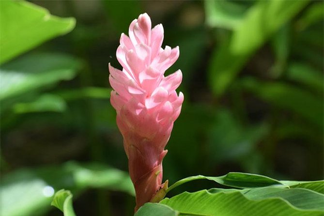 Half-Day Barbados Tour Harrisons Cave Hunte's Garden and Bathsheba - Harrison’s Cave: the morning’s main event