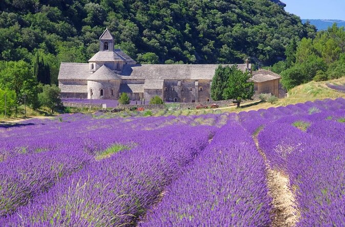 Half Day Lavender Road in Sault from Avignon - Key points at a glance