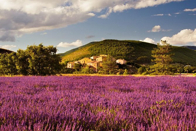Half Day Lavender Road in Sault from Avignon - What this half-day outing is really about