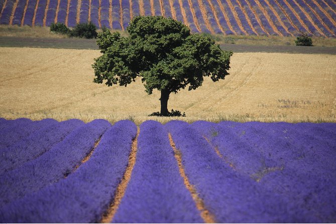 Half Day Lavender Road in Sault from Avignon - The lavender farm and oil-making lesson