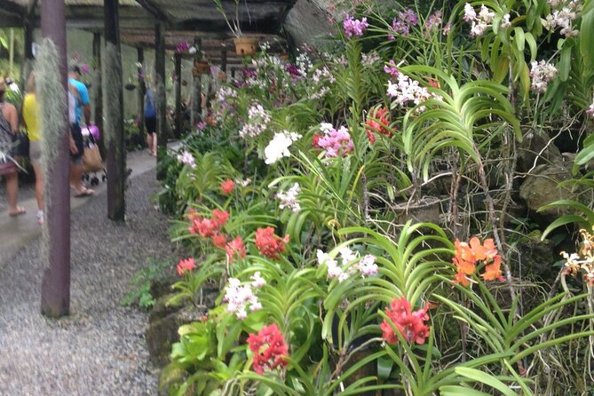 Half Day Mudpools, Veseisei Fijian Village, Gardens of Sleeping Giants &Shopping - Guide Avi and the value of the drive