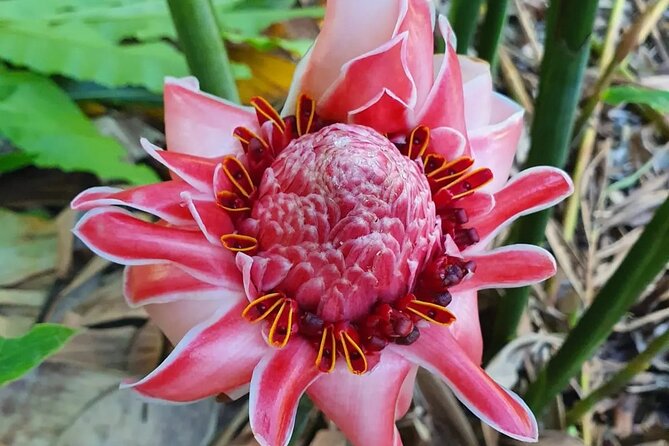 Half-Day Nature Culture Excursion, Tropical Taino Garden Tour - From Amber Cove or Taino Bay to Tubagua