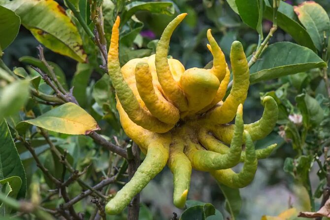 Half Day Private Tour to Botanical Garden in Chania - Why this garden makes a good Chania half-day