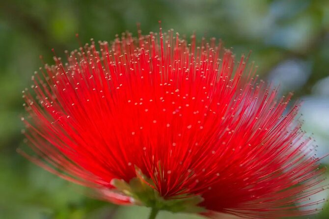 Half Day Private Tour to Botanical Garden in Chania - Entering a park rebuilt after the 2003 fires