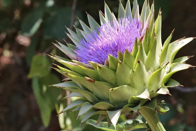 Half Day Private Tour to Botanical Garden in Chania - Hilly paths, walking sticks, and the right shoes