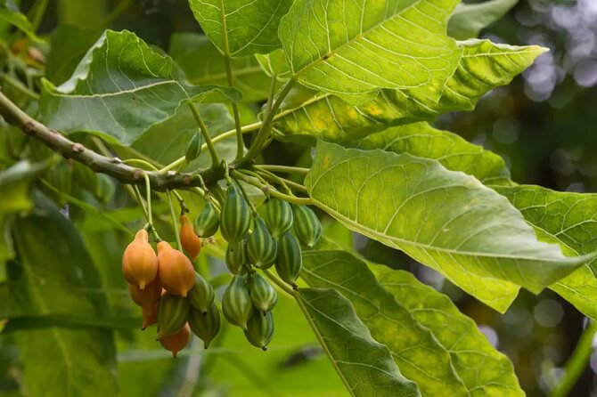 Half Day Private Tour to Botanical Garden in Chania - The private ride from your hotel