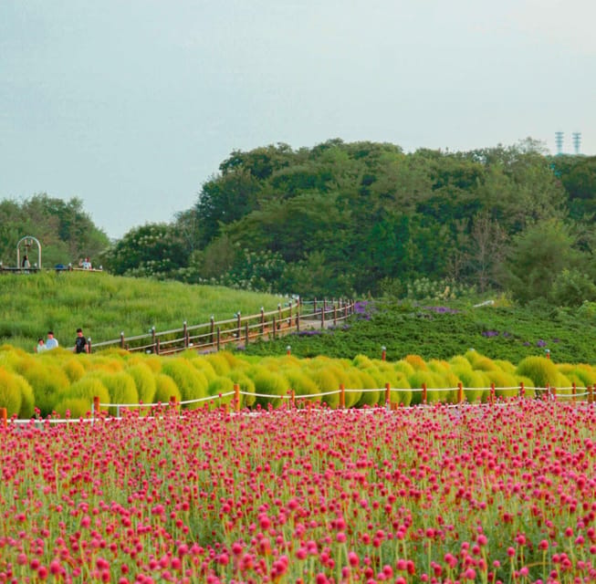 Hantan Canyon & Goseokjeong Flower Garden & Pink Muhly Park - Goseokjeong Flower Garden changes with the calendar
