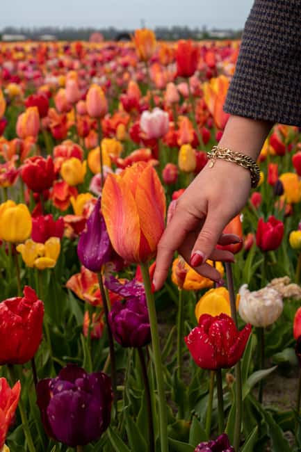 Hillegom: Tulip Barn Entry Ticket - Key points to know before you go