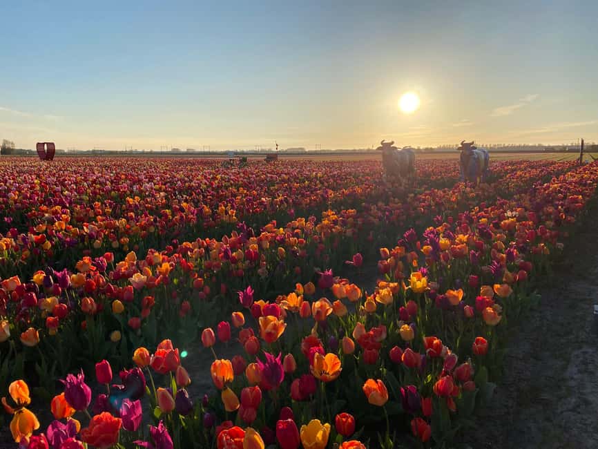 Hillegom: Tulip Barn Entry Ticket - The best time to visit