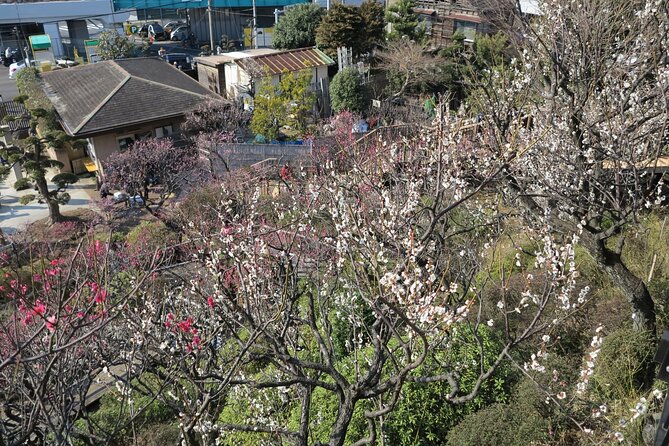 Historic Temple・traditional Japanese garden& Eating around at a shopping strip - Should you book this experience?