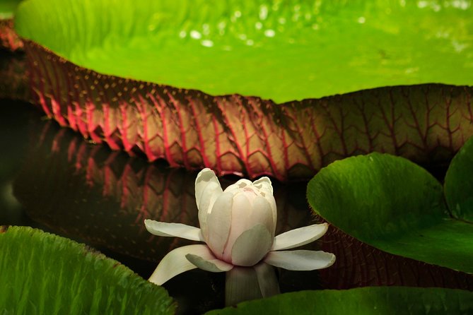 Historical Guided Day Tour : City - Sugar World - Botanical Garden - How the transport and group size affect the day