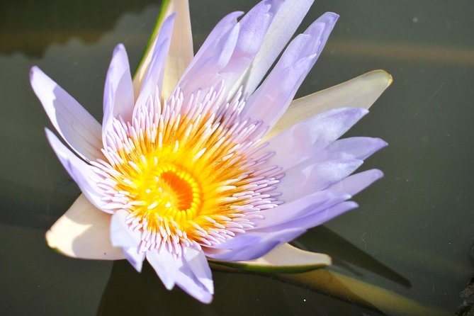 Historical Private Guided Tour, City-SugarWorld-Botanical Garden - Min.2 persons - SSR Botanic Garden: plants, spices, and a short walk