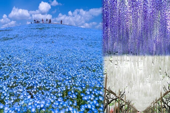 Hitachi National Seaside Park<code>s Flowers & Ashikaga Flower Park – Two flower parks, one long day from Tokyo’ /></p>
<p><p>At $84.92 per person, this experience is aimed at travelers who want to see Japan’s seasonal flowers without arranging the transport themselves. The price matters most if you value convenience. You leave from central Tokyo, ride to two distant parks, receive a bento lunch, and return to the same area at the end of the day.</p>
</p>
<p><p>I would not book this expecting a detailed guided walk through every garden. The practical setup is closer to an organized coach trip with escorted entry, schedule management, and basic commentary. You get the freedom to explore independently, but you also carry the responsibility of watching the clock.</p>
</p>
<p><p>The group can reach 45 people, so this is not an intimate garden visit. The upside is a straightforward shared bus and a fixed plan. The downside is that a large group can take time to gather, and a strict departure schedule leaves little room for lingering.</p>
</p>
<div class="twil" style="margin: 20px 0; padding: 15px 0;"><p>Other gardens people visit around Tokyo:</p><ul style="margin: 10px 0; padding-left: 0; list-style: none;"><li style="margin: 0 0 12px 0; padding: 0 0 12px 0; border-bottom: 1px solid #FFEAF1; line-height: 1.4;"><a href="https://gardentourer.com/imperial-palace-east-garden-and-edo-castle-walking-tour-in-tokyo/">Imperial Palace East Garden and Edo Castle Walking Tour in Tokyo</a><br><span style="font-size: 0.82em; color: #555;"><span style="color: #FF6B9D;">★</span> 5.0 · 510 reviews</span></li><li style="margin: 0 0 12px 0; padding: 0 0 12px 0; border-bottom: 1px solid #FFEAF1; line-height: 1.4;"><a href="https://gardentourer.com/mt-fuji-day-trip-from-tokyo-with-english-speaking-driver-guide/">Mt. Fuji Day Trip from Tokyo with English Speaking Driver Guide</a><br><span style="font-size: 0.82em; color: #555;"><span style="color: #FF6B9D;">★</span> 5.0 · 443 reviews</span></li><li style="margin: 0; padding: 0; border-bottom: none; line-height: 1.4;"><a href="https://gardentourer.com/tokyo-imperial-palace-east-gardens-walking-tour/">Tokyo: Imperial Palace East Gardens Walking Tour</a><br><span style="font-size: 0.82em; color: #555;"><span style="color: #FF6B9D;">★</span> 4.8 · 353 reviews</span></li></ul></div><h2>Starting at Shinjuku Center Building</h2>
<p>s Flowers & Ashikaga Flower Park – Starting at Shinjuku Center Building’ /></p>
<p><p>The meeting point is on the sidewalk outside Shinjuku Center Building at 1-25-1 Nishishinjuku. Be there by 7:15 a.m. and look for the guide or the operator’s sign. One useful warning is that the sign may show Klook rather than Viator, so do not walk past a group simply because the branding does not match what you expected.</p>
</p>
<p><p>This is an early start, but it makes sense. Both parks are well outside central Tokyo, and the day already includes substantial road time. The actual route and the order of the parks can change because of traffic or other conditions. The published sequence lists Ashikaga first and Hitachi second, but you should treat the order as flexible.</p>
</p>
<p><p>English or Chinese staff accompany the group. The level of spoken explanation may vary by guide and departure. Misa is described as highly organized and firm about return times, Miki as efficient and friendly, and Yasu-san as humorous and informative. Still, one departure had an English-speaking guide who needed Google Translate for questions, so I would keep your expectations modest if detailed English discussion matters to you.</p>
</p>
<h2>Ashikaga Flower Park and its famous wisteria</h2>
<p><img width="668" height="446" decoding="async" src=