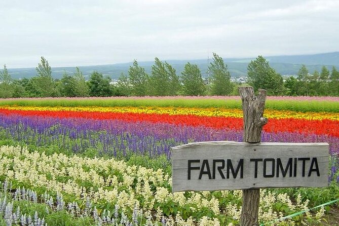 Hokkaido Highlights of Flower Blossom, Asahiyama Zoo& Blue pond「Aoi-ike」! - Farm Tomita and the flower season