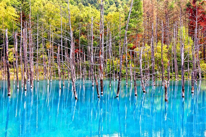 Hokkaido Highlights of Flower Blossom, Asahiyama Zoo& Blue pond「Aoi-ike」! - Ningle Terrace and craft cottages