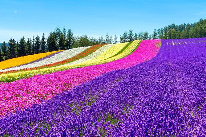 Hokkaido Highlights of Flower Blossom, Asahiyama Zoo& Blue pond「Aoi-ike」! - The guide and language experience