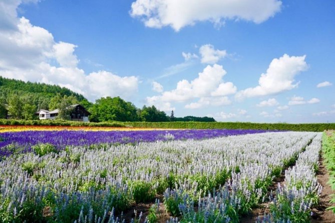 Hokkaido Highlights of Flower Blossom, Asahiyama Zoo& Blue pond「Aoi-ike」! - The long day and the traffic risk