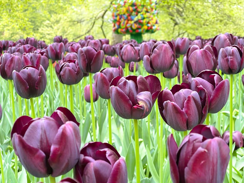 Holland: Tulips & Windmills – Private Tour by Car or Van - Keukenhof, two hours among spring flowers