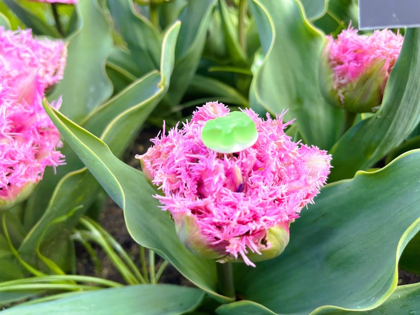 Holland: Tulips & Windmills – Private Tour by Car or Van - Who should choose this tour?