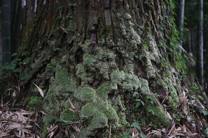 Home Experience: Tea Ceremony & Moss Garden Walk(Day trip) - Choosing between the river, forest, and other activities