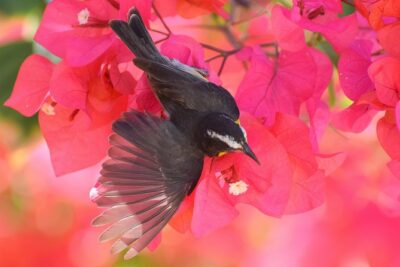 Hunte’s Garden and St Nicholas Abbey small group Barbados tour