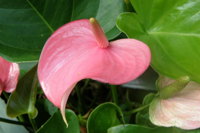 Hunte's Garden and St Nicholas Abbey small group Barbados tour - Timing, pickup, and practical fit