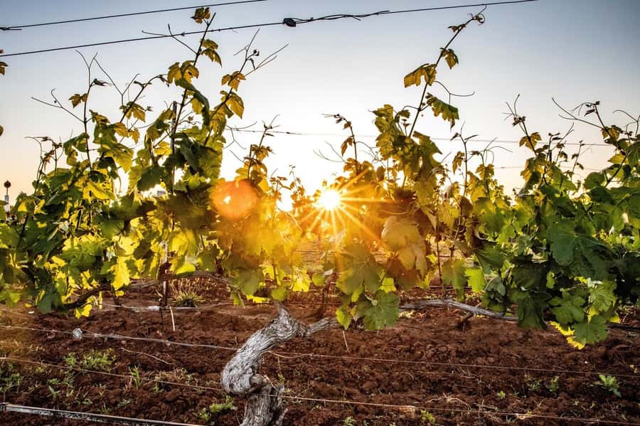 Hunter Valley: Wine Tour with 3 Tastings and Garden Lunch - Key points at a glance