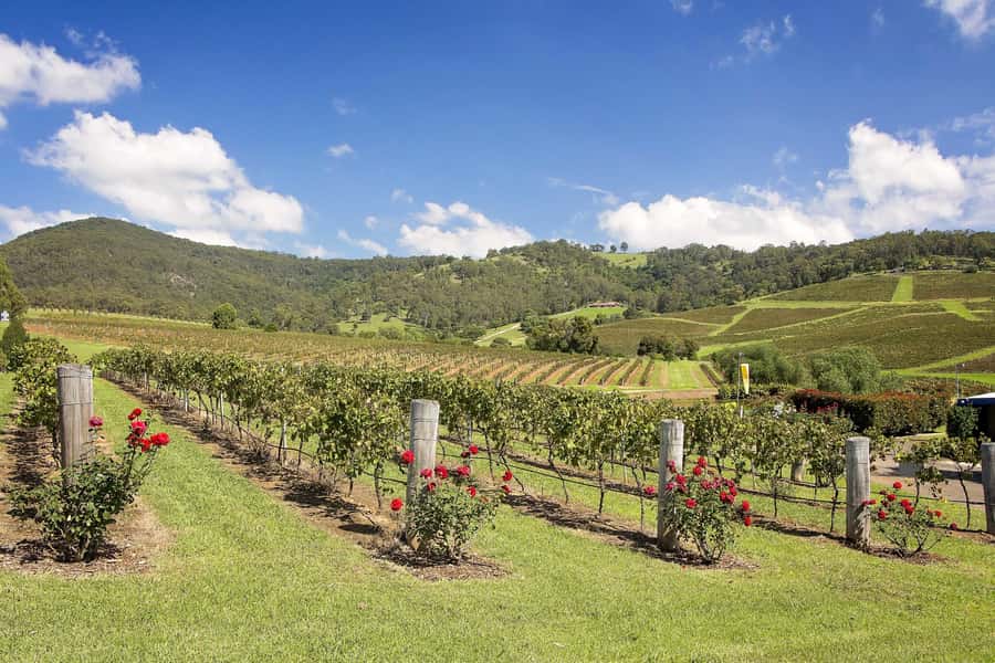 Hunter Valley: Wine Tour with 3 Tastings and Garden Lunch - Lunch at Cypress Lakes