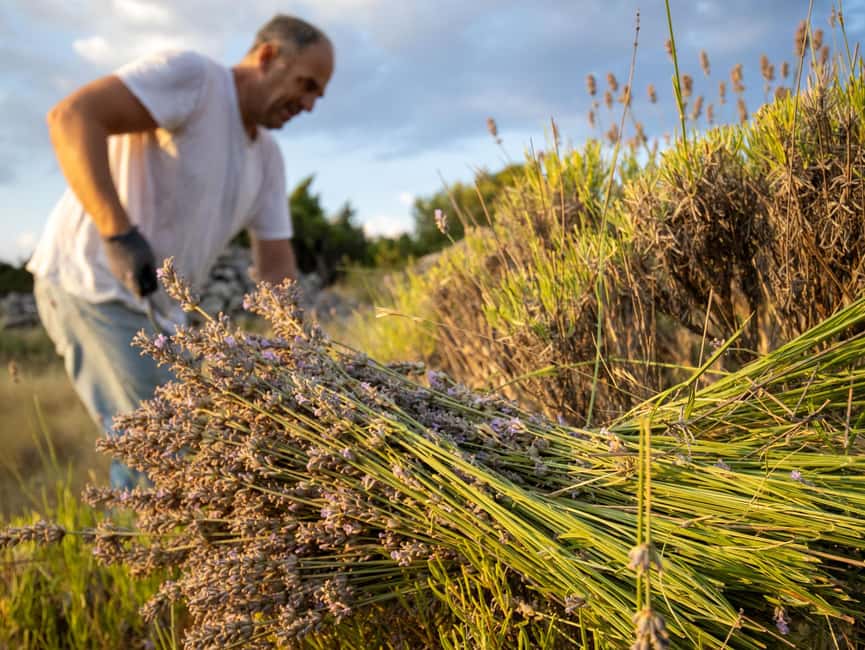 Hvar: Lavender Fields, Honey, and Local Product Tasting - Key points to know before booking