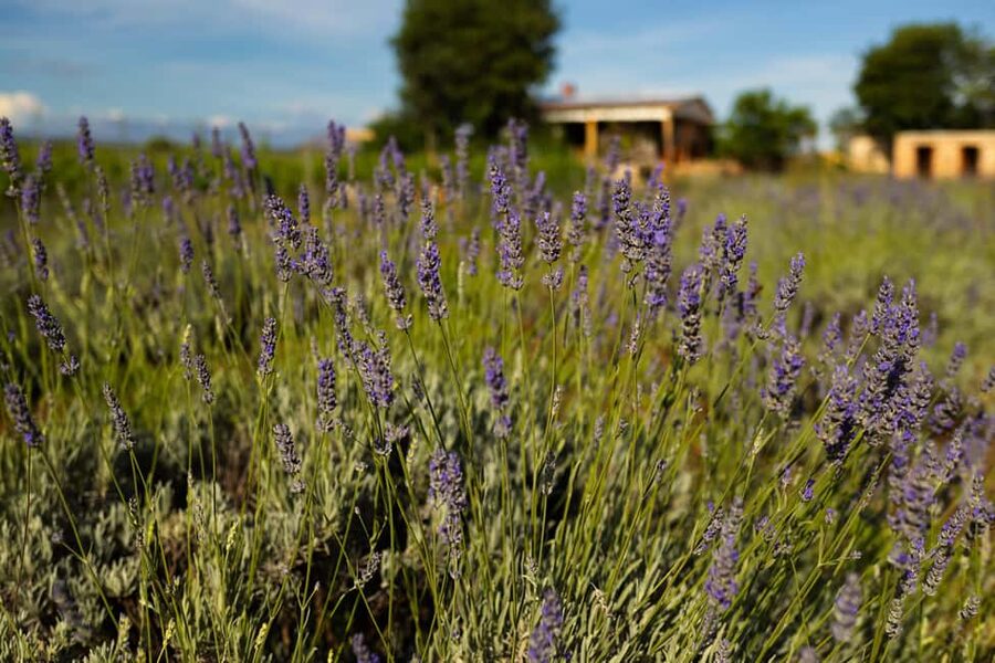 Hvar: Lavender Fields, Honey, and Local Product Tasting - Brusje brings honey, brandy, and village life
