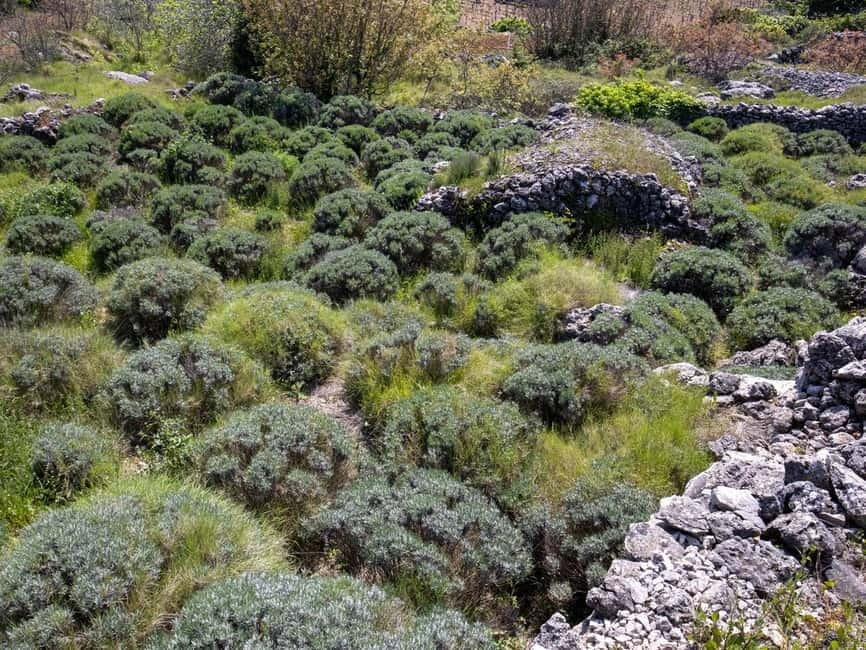 Hvar: Lavender Fields, Honey, and Local Product Tasting - A panoramic stop puts the island in context
