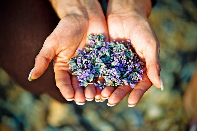 Hvar Lavender Small Group Tour - Why Hvar lavender is more than a photo stop