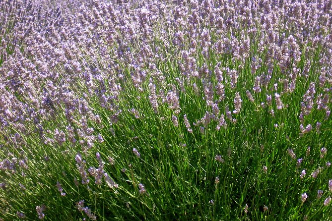 Hvar Lavender Small Group Tour - The value of a $143.20 tour