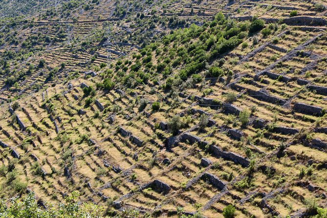 Hvar Lavender Small Group Tour - Pickup, timing, and group size