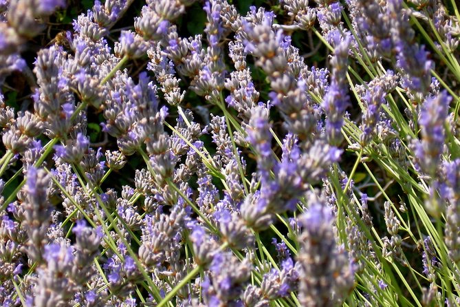 Hvar Lavender Small Group Tour - Booking advice and cancellation terms
