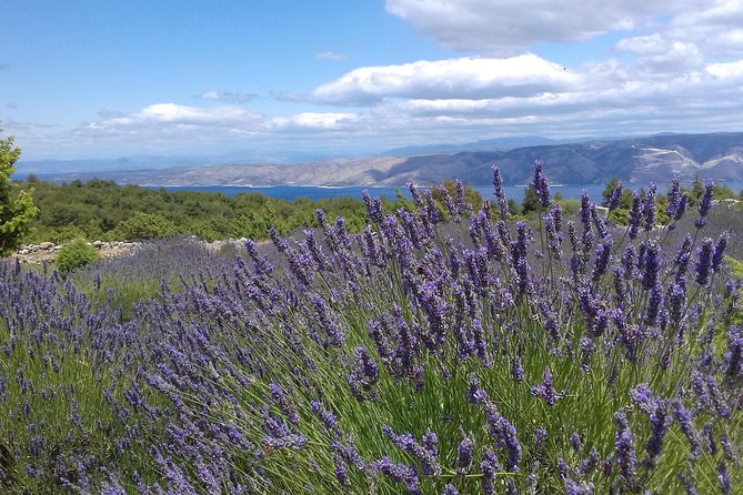 Hvar Lavender Tour - Why this Hvar outing is different from a lavender farm visit