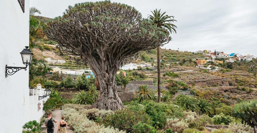 Icod de los Vinos: Dragon Tree & Botanical Garden Ticket - Key points to know before you go