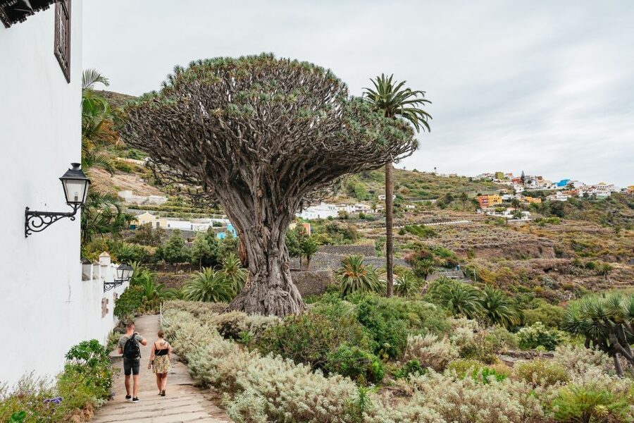 Icod de los Vinos: Dragon Tree & Botanical Garden Ticket - Meeting the ancient Drago Milenario