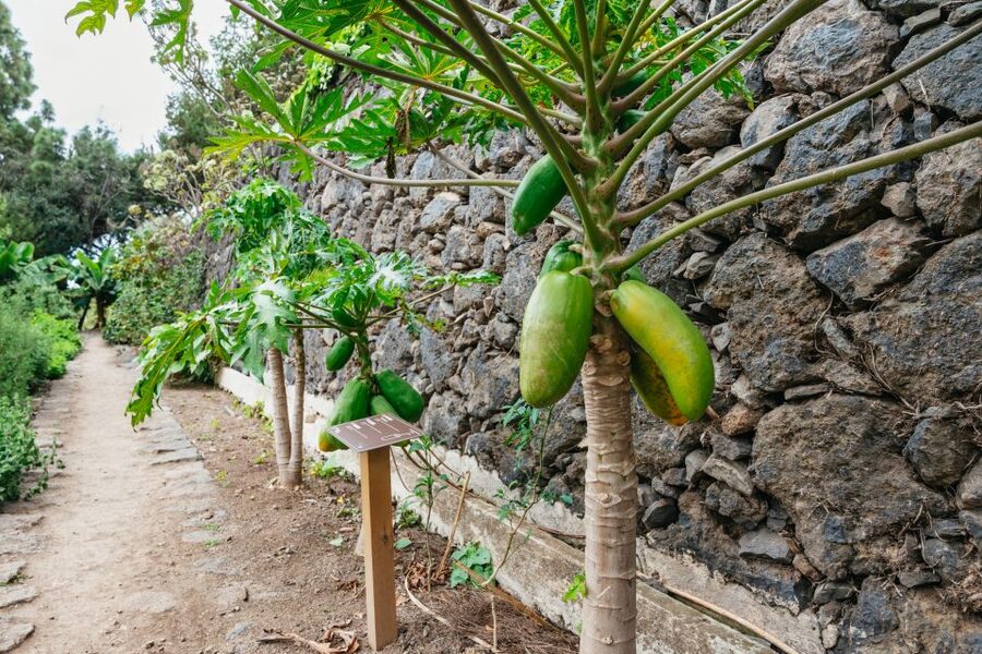 Icod de los Vinos: Dragon Tree & Botanical Garden Ticket - Laurel forests and the orchard