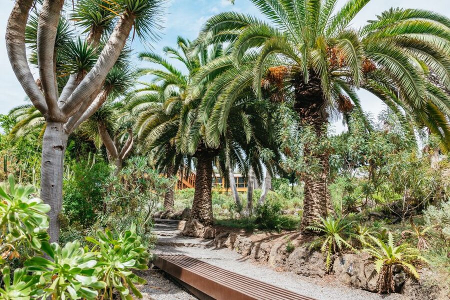 Icod de los Vinos: Dragon Tree & Botanical Garden Ticket - How long to allow for the visit