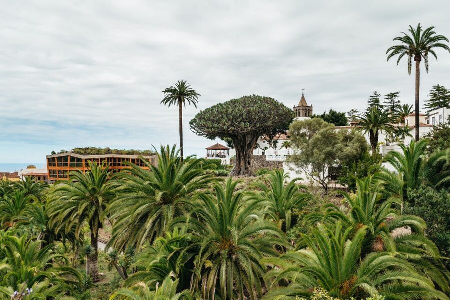 Icod de los Vinos: Dragon Tree & Botanical Garden Ticket - Who will enjoy Parque del Drago