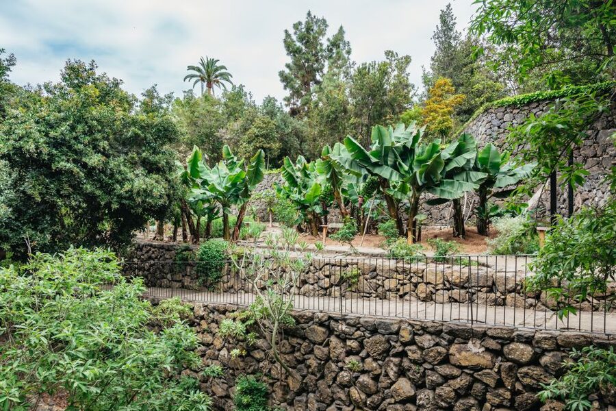 Icod de los Vinos: Dragon Tree & Botanical Garden Ticket - Booking, entry, and simple planning advice