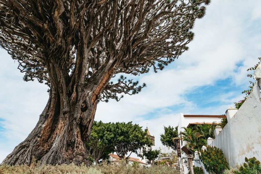 Icod de los Vinos: Dragon Tree & Botanical Garden Ticket - Walking through the 3-hectare botanical garden