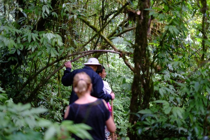 Inthanon Small-Group with Kew Mae Pan Trail from Chiang Mai include Lunch - Kew Mae Pan Trail, the day’s main walk