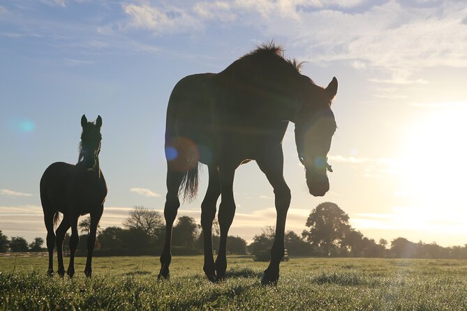 Irish National Stud & Gardens Skip the line Entrance - Why the Irish National Stud is worth your time