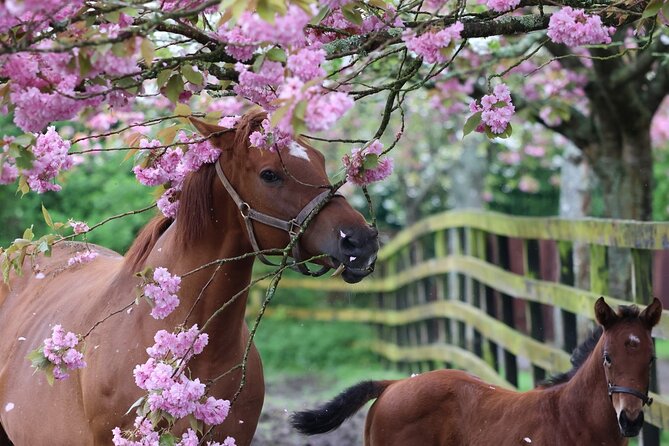 Irish National Stud & Gardens Skip the line Entrance - The Irish Racehorse Experience adds context