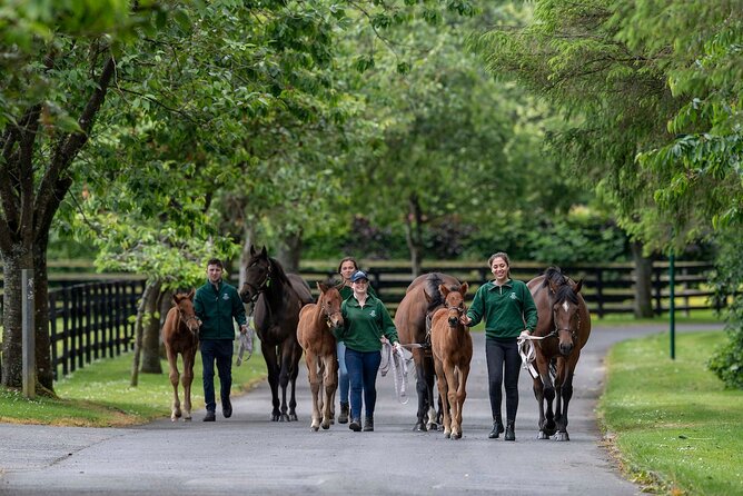 Irish National Stud & Gardens Skip the line Entrance - Getting there from Dublin and Kildare