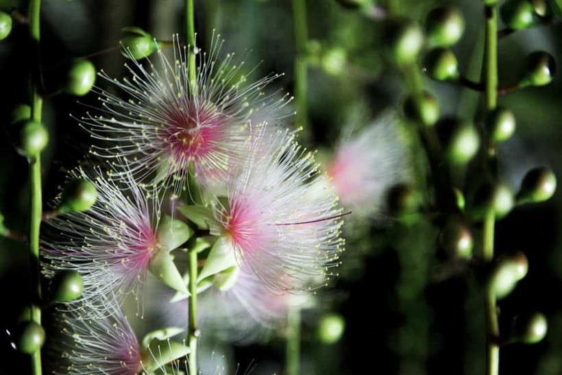 Ishigaki:A phantom flower withers overnight "Sagari-bana" - The night walk and search for the flower