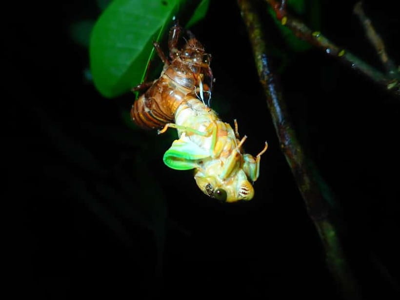Ishigaki:A phantom flower withers overnight "Sagari-bana" - Who should book this Ishigaki night walk