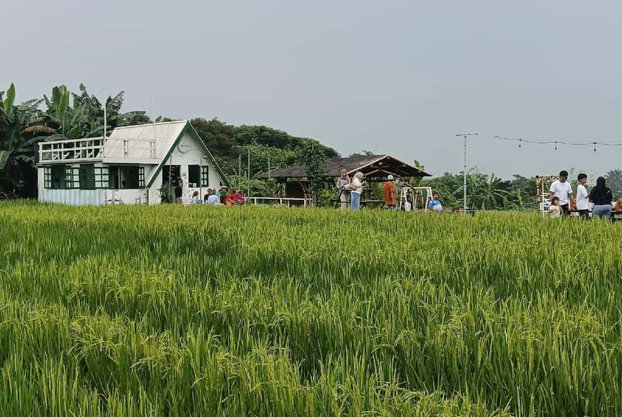 Jakarta Bogor Botanical Garden, Waterfall and Rice Terrace - Lunch above Mulyaharja’s rice fields